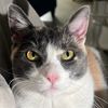bruhcatmeme