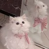 m.nyan2