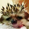 hedgehog_2067