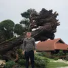 nguyen___quang