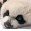 dongphuonglybach