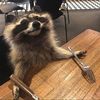 jakobroughtdadrako