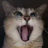 felina.ckm