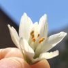 dule_44