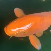 charliefishpond