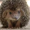 moustocosto