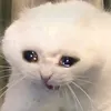 _mamamo_i2