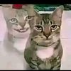 fariz.amirul_