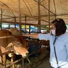 siriphan8