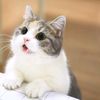 catwhite46