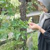 sheshawa_