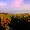 skyblue.com2
