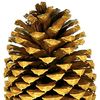 pineconeboii