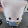 pauuwiiiiii