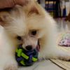 🐶 ZENKI ✨