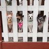 krittyandchihuahuas