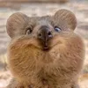 giatan.0