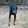 dobermanmom97