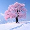 winter_sakura58