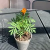 sara9740