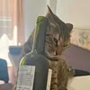 dora_35p