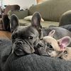bleuandrockythefrenchies