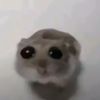 rocketpopik