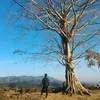 lucgiang1