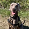 gandalftheweim