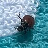 gnat1111