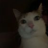 secretac_bella