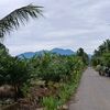 sumut75