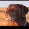 boichowige