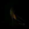tiktokellevideos