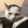 jieihekahxdba