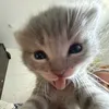 dictok.mail.ru