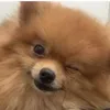 666666chiuchiu