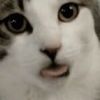 noxqa