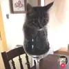 spixypickle