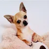 the.daily.chihuahua