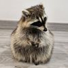 superjiew_littleraccoon