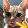 _khanhs02