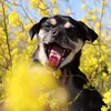 rockyroo_