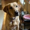 cutepuppylover2019