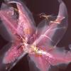 astargazerlily