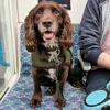 reggiethecockerspaniel
