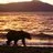 beach_bear0