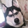 husky_ar
