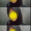 xzhfaa4