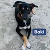 iambaki_2021